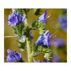Engerek Otu Çiçeği-echium Vulgare