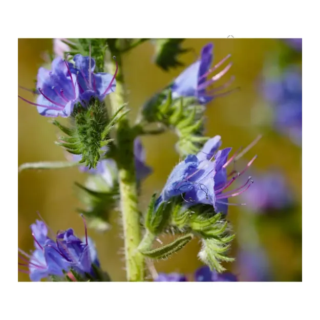 Engerek Otu Çiçeği-echium Vulgare
