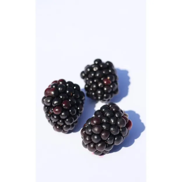 Böğürtlen Meyvesi