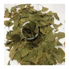 Ginkgo Biloba Yaprak