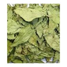 Şeker Otu (gurmar-cinnema)