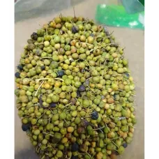 Acı Çehre Meyvesi Yeşil Acı Çehre Meyvesi Yeşil