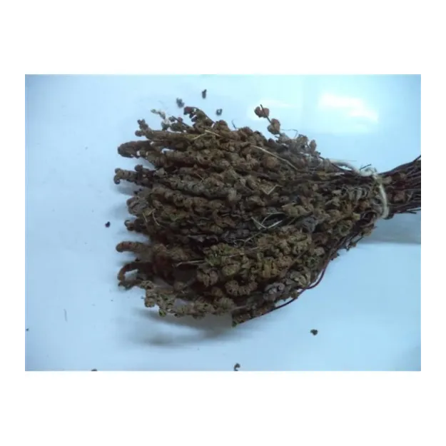 Altın Otu Kahverengi Demet