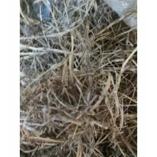 Ayrık Otu Kökü-çatal Otu-rhizoma Graminis