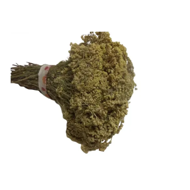 Ayvadana Demet(civanperçemi)