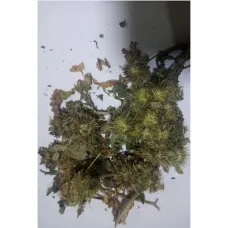 Dul Avrat Otu - Ulu Avrat Otu Dul Avrat Otu - Ulu Avrat Otu