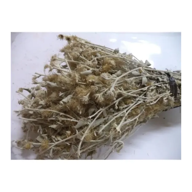 Kaya Oğul Otu Demet