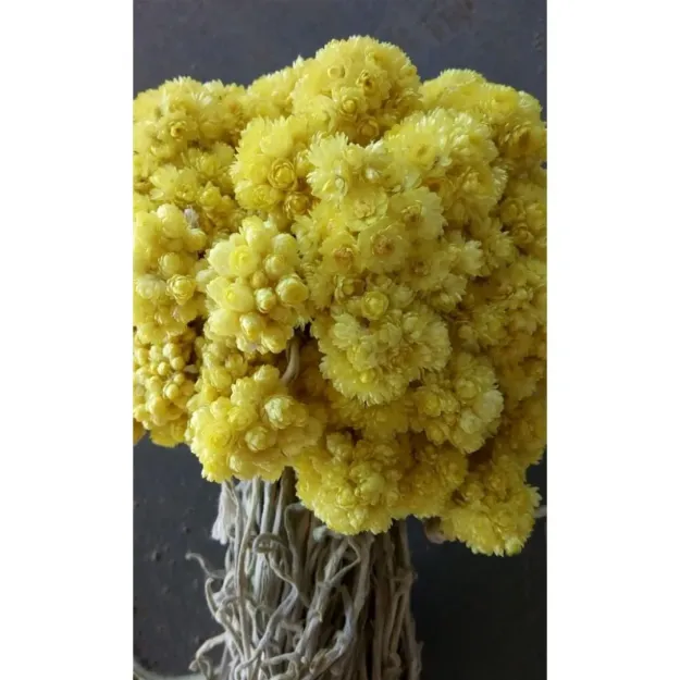 Sarı Solmaz-sarı Altın Otu Demet