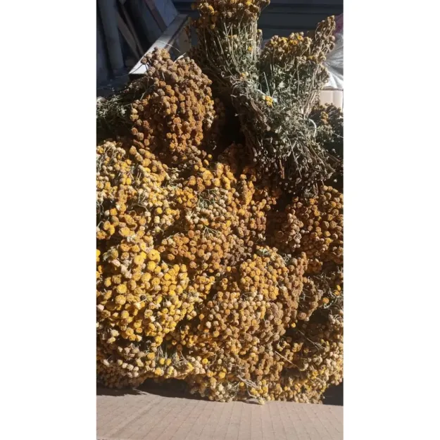 Solucan Otu Demet-tanacetum Vulgare