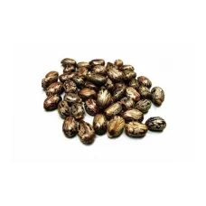 Abdülselam Fıstığı-hint Yağı Tohumu