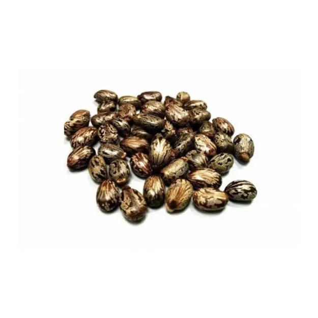 Abdülselam Fıstığı-hint Yağı Tohumu