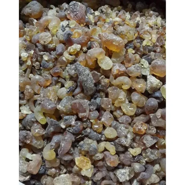 Zamkarabı (arap Zamkı)-akasya Gamı