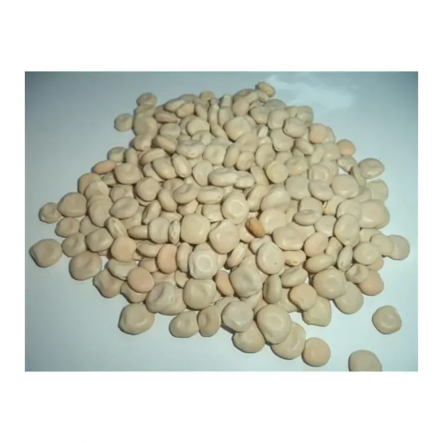 Acı Bakla-termiye-yahudi Baklası