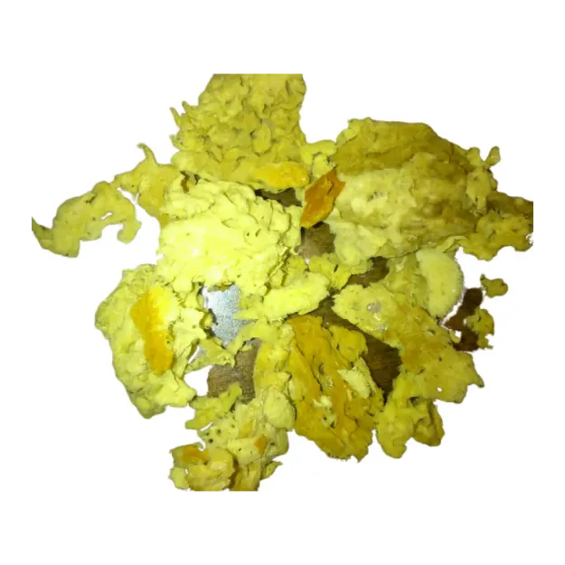 Deniz Süngeri İri Koyu Renkli