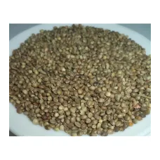 Kenevir Tohumu-kendir-çedene