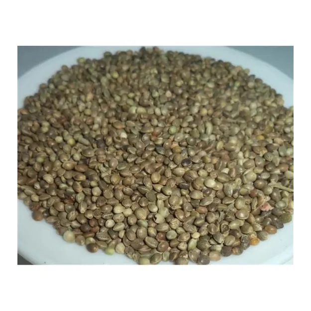 Kenevir Tohumu-kendir-çedene