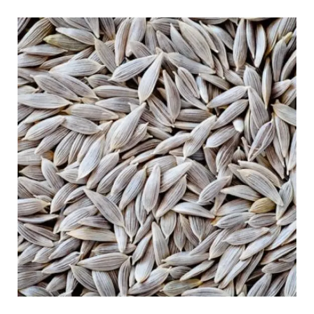 Marul Tohumu Beyaz 500 GR