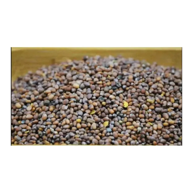 Turp Tohumu Siyah 500 GR