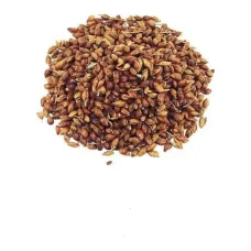 Süpürge Otu Tohumu